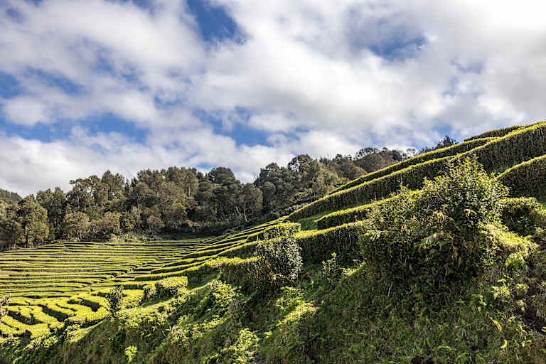 Terraced green tea fields ascend a hillside covered in lush trees under a bright, cloudy sky.