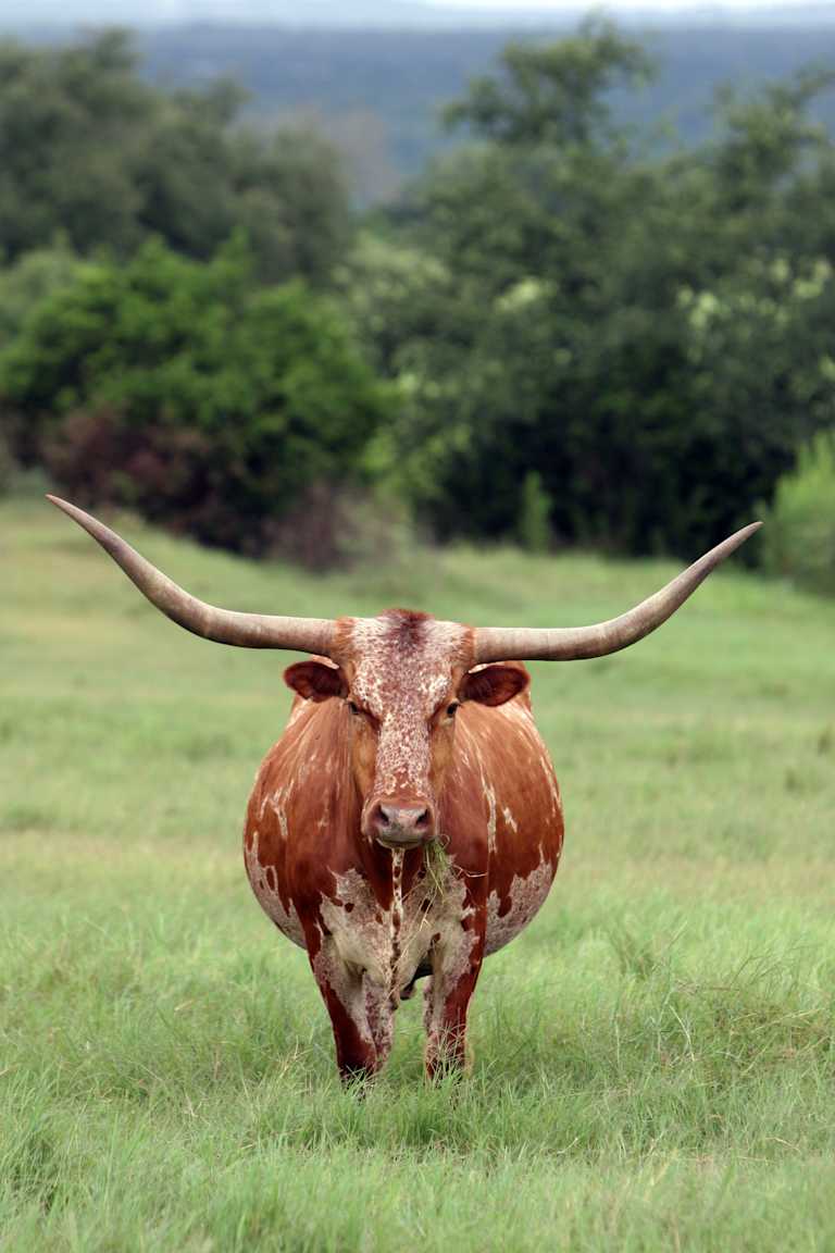 A Texas Longhorn stands in a grassy field with a blurred green forest in the background.