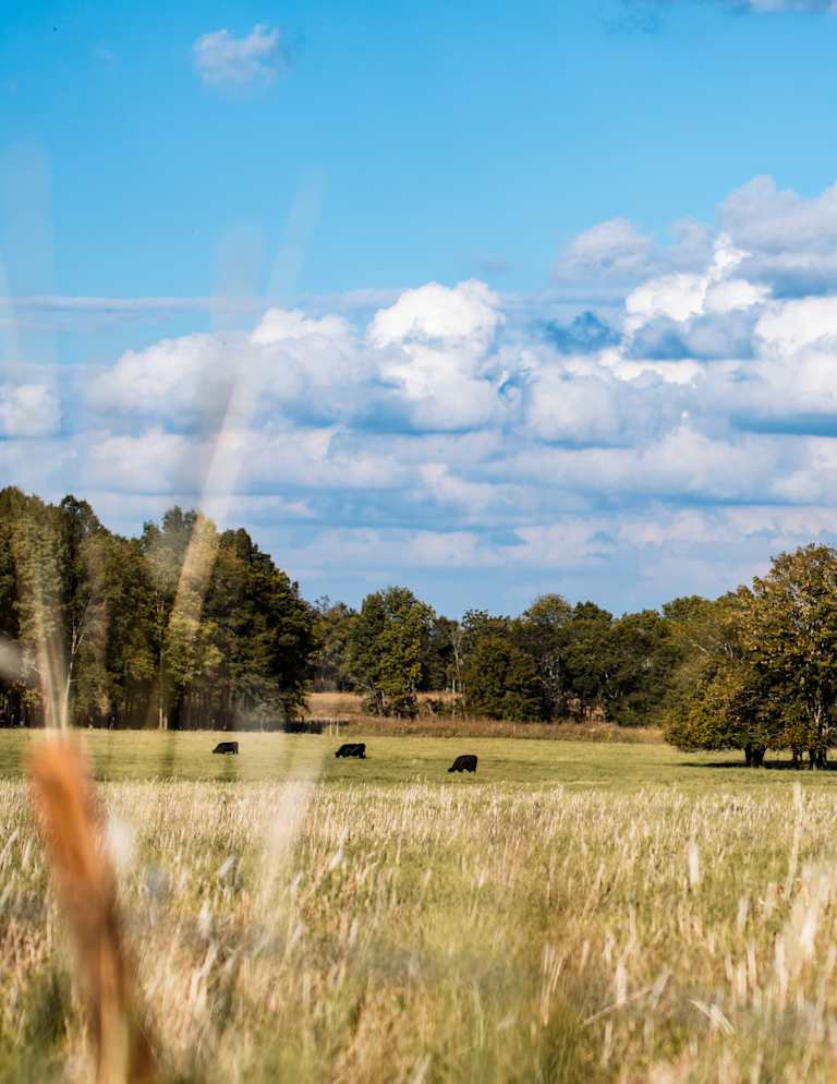 Tall, dry grass in the foreground partially obscures a field with grazing cattle, backed by a dense line of trees under a cloudy blue sky.