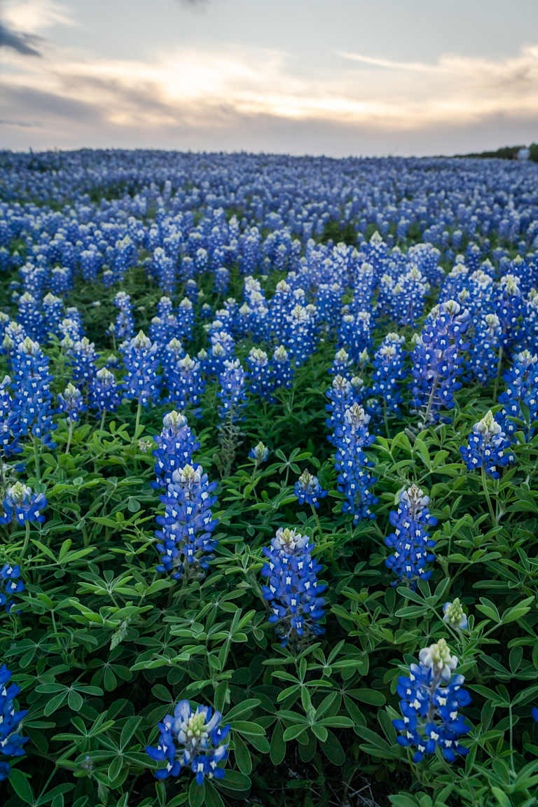 A field of vibrant bluebonnets stretches to the horizon under a soft, cloudy sky.