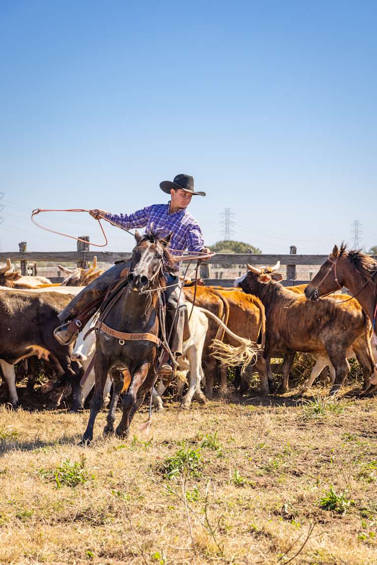 A cowboy on horseback in the foreground lassos cattle in a dusty corral with a wooden fence and distant power lines in the background.