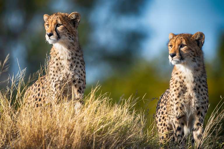 Two cheetahs sit alertly in dry, golden grass with a blurred background of green foliage and a pale blue sky.