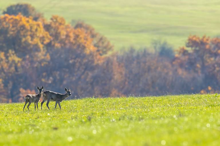 Two deer walk across a sunlit green field with autumn trees in the blurred background.