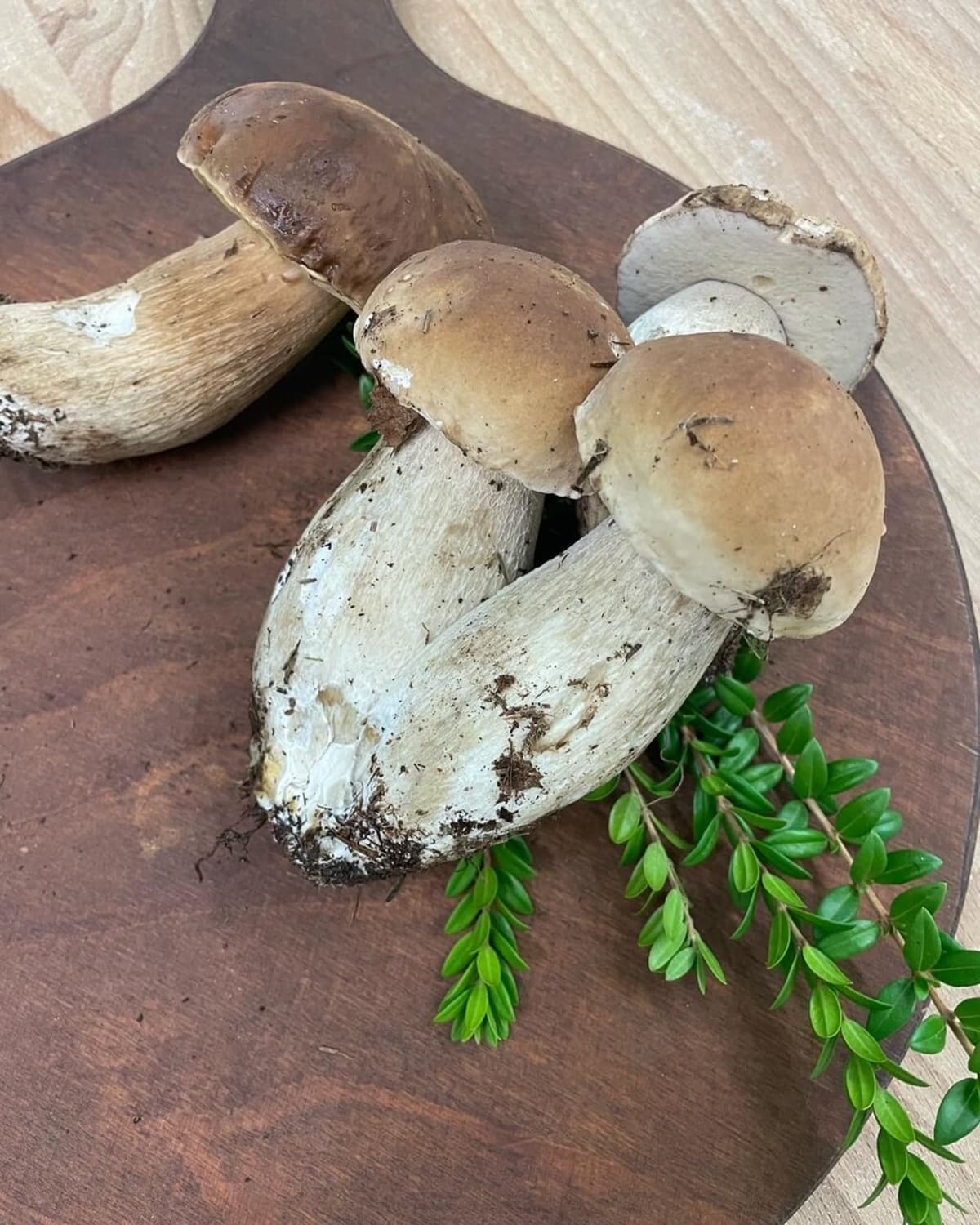 Porcini fresche per il sugo