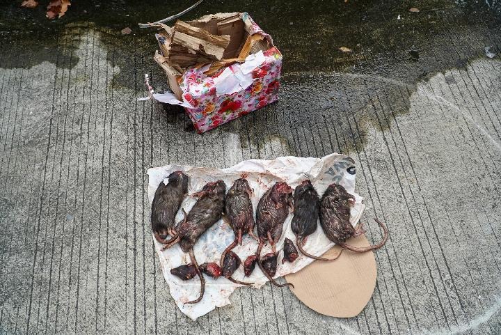 Teror Berlanjut: Redaksi Tempo Terima Kiriman Bangkai Tikus Terpenggal