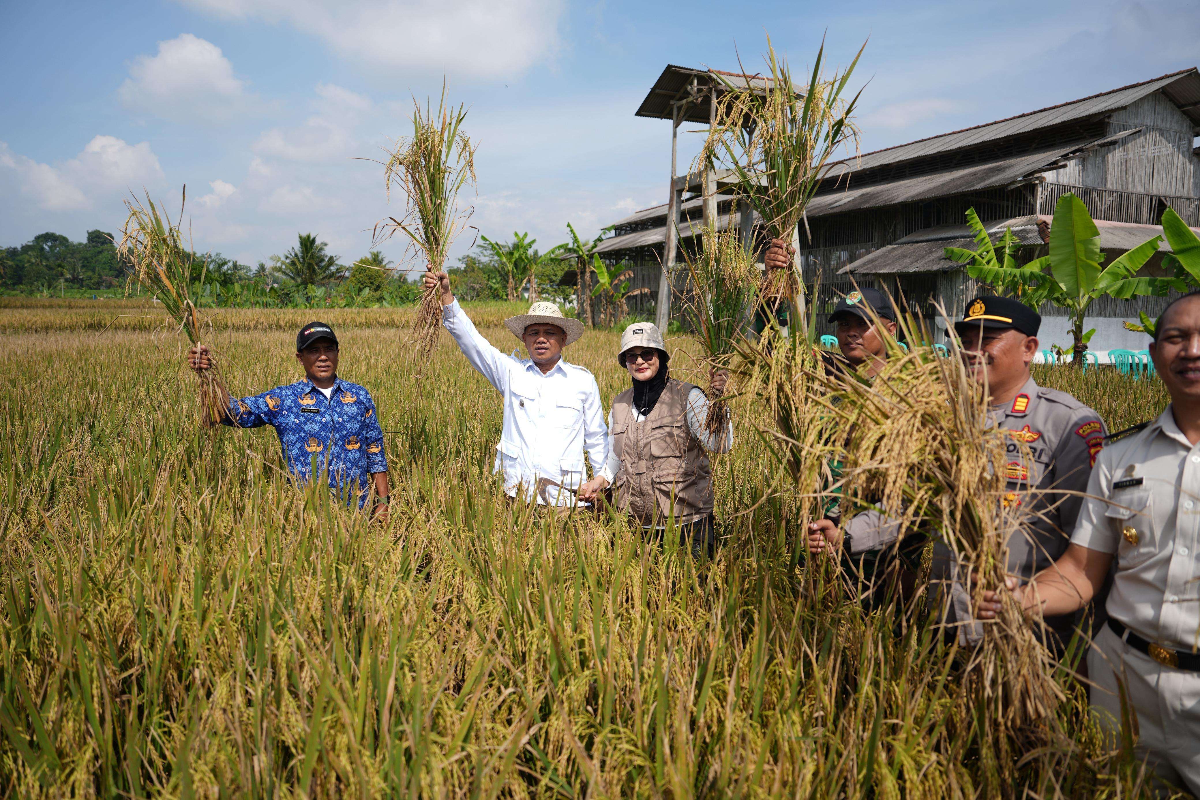 Panen Padi Organik, Wabup Tasikmalaya: Spirit Baru Merawat Alam Lewat Pertanian Berkelanjutan