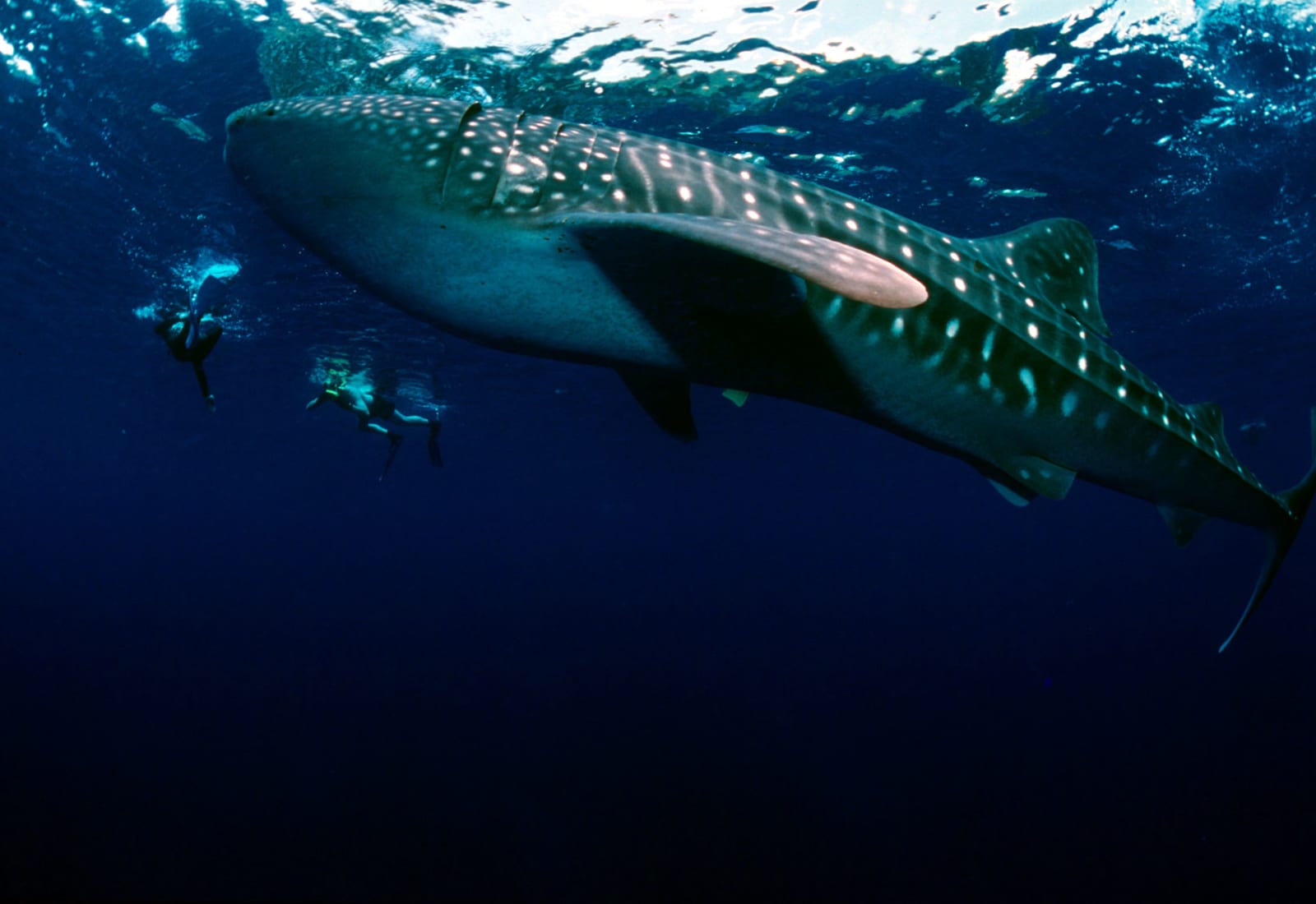 Whale shark swimming underwater during a responsible interaction in Donsol