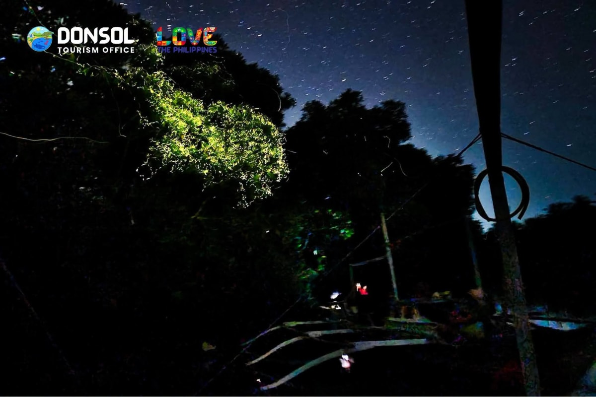 Fireflies glowing above riverside trees at night during a Donsol river experience