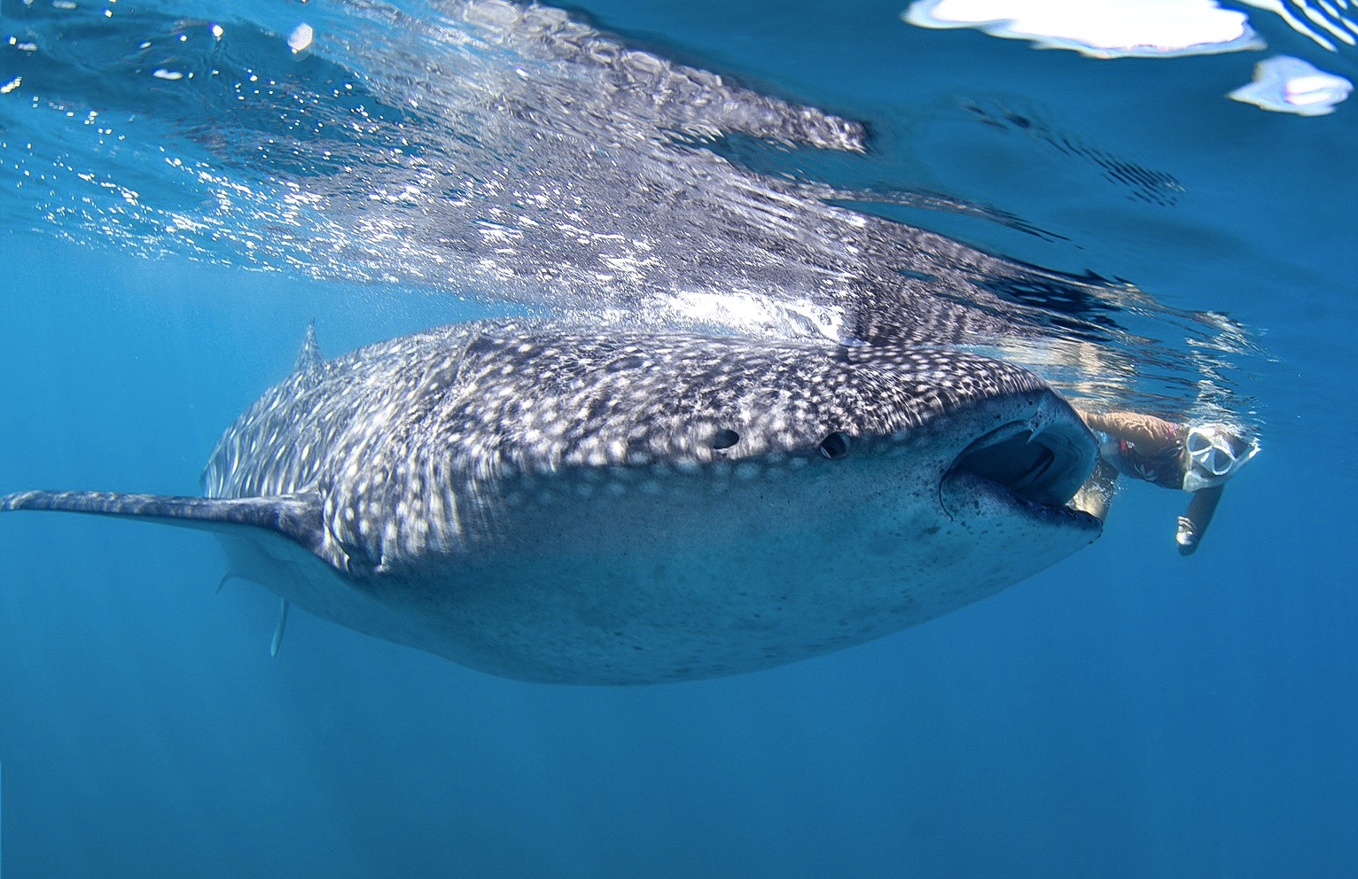 Whale shark swimming underwater in Donsol