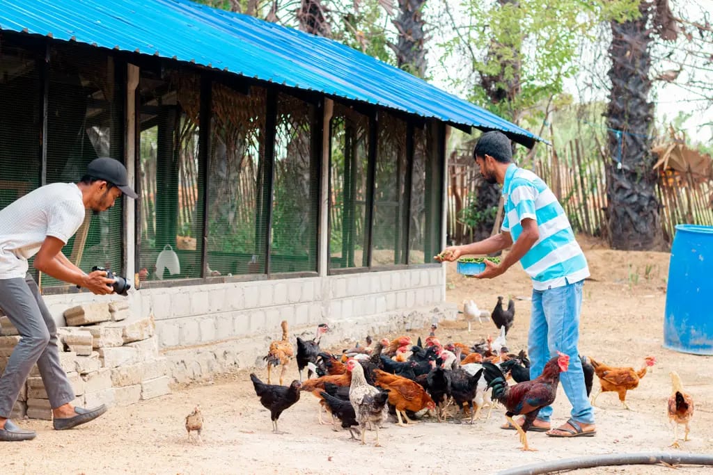 A poultry farm filmed for the documentary, Muthur, 2023-08-15.