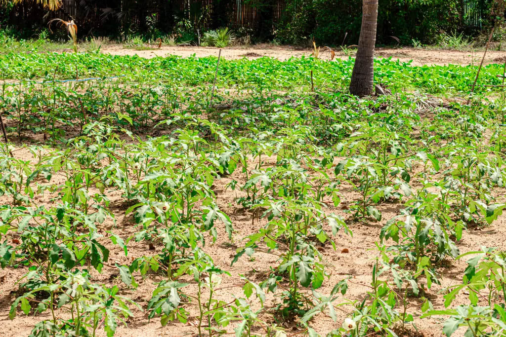 DreamSpace farm, Batticaloa, 2023-10-02.