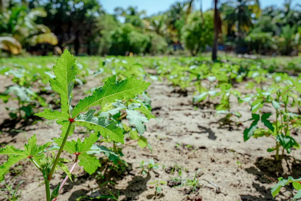 DreamSpace farm, Batticaloa, 2023-10-02.