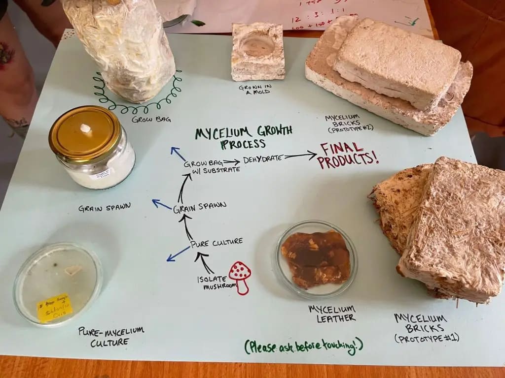 Mycelium bricks, leather and the growth process on display, July 2022. Photo: Dinacon 2022.