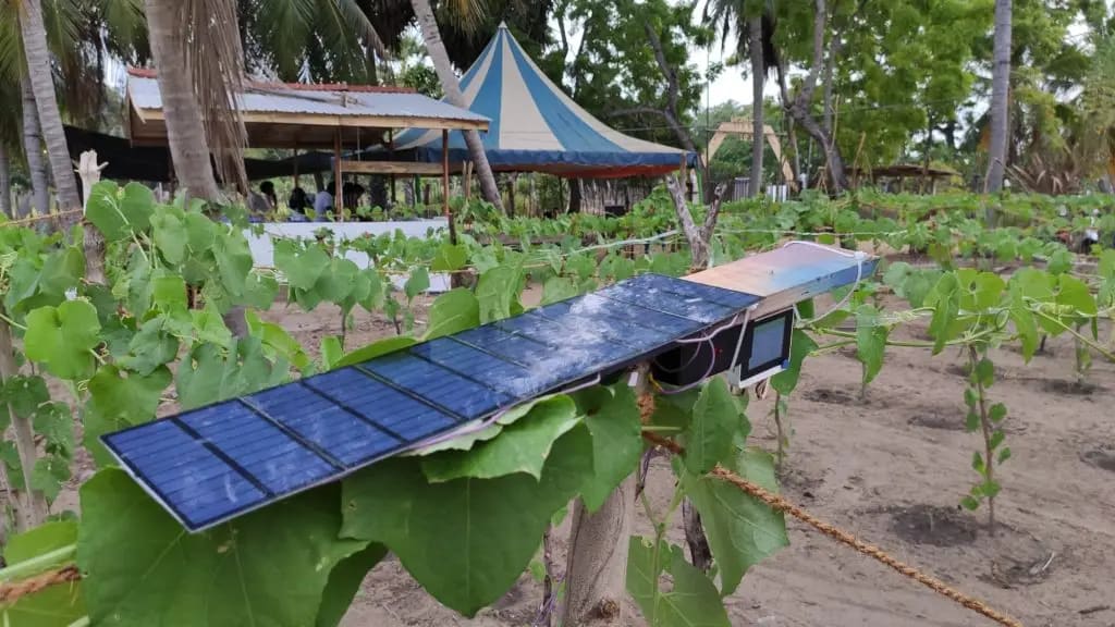 The solar strip and station in place among the luffa plants, July 2022. Photo: Dinacon 2022.