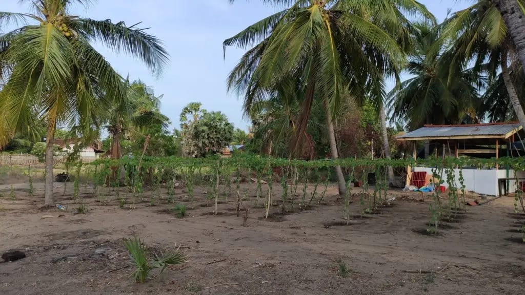 The luffa farm near DreamSpace Hive where the sensors went, July 2022. Photo: Dinacon 2022.