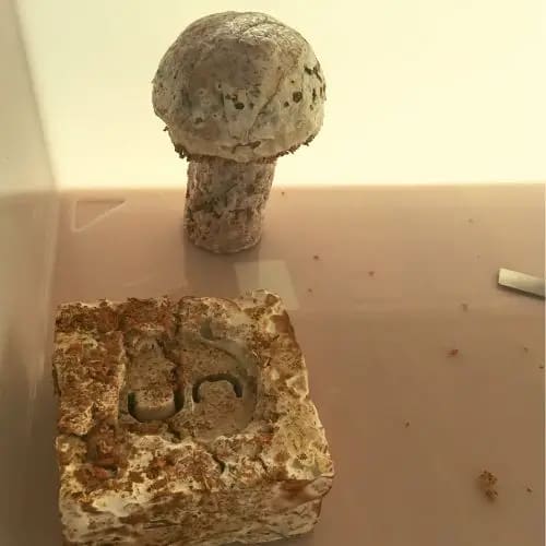 The lamp in the growth chamber beside a mycelium block, July 2022. Photo: Dinacon 2022.