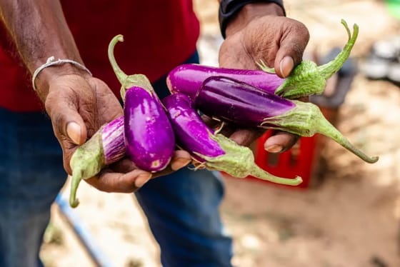 DreamSpace farm, Batticaloa, 2023-10-02.