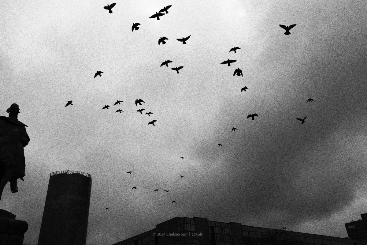 Black-and-white silhouettes of birds circling above city buildings
