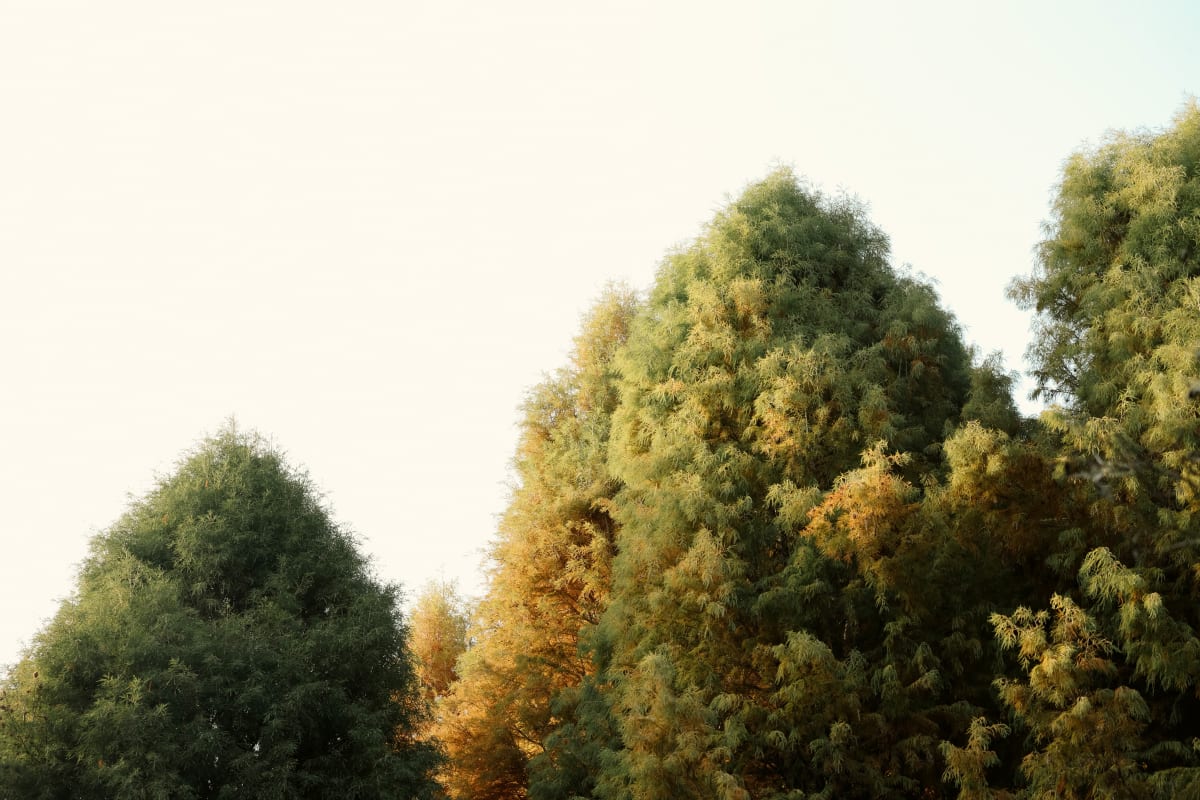 Rounded trees turning from deep green to gold in autumn light