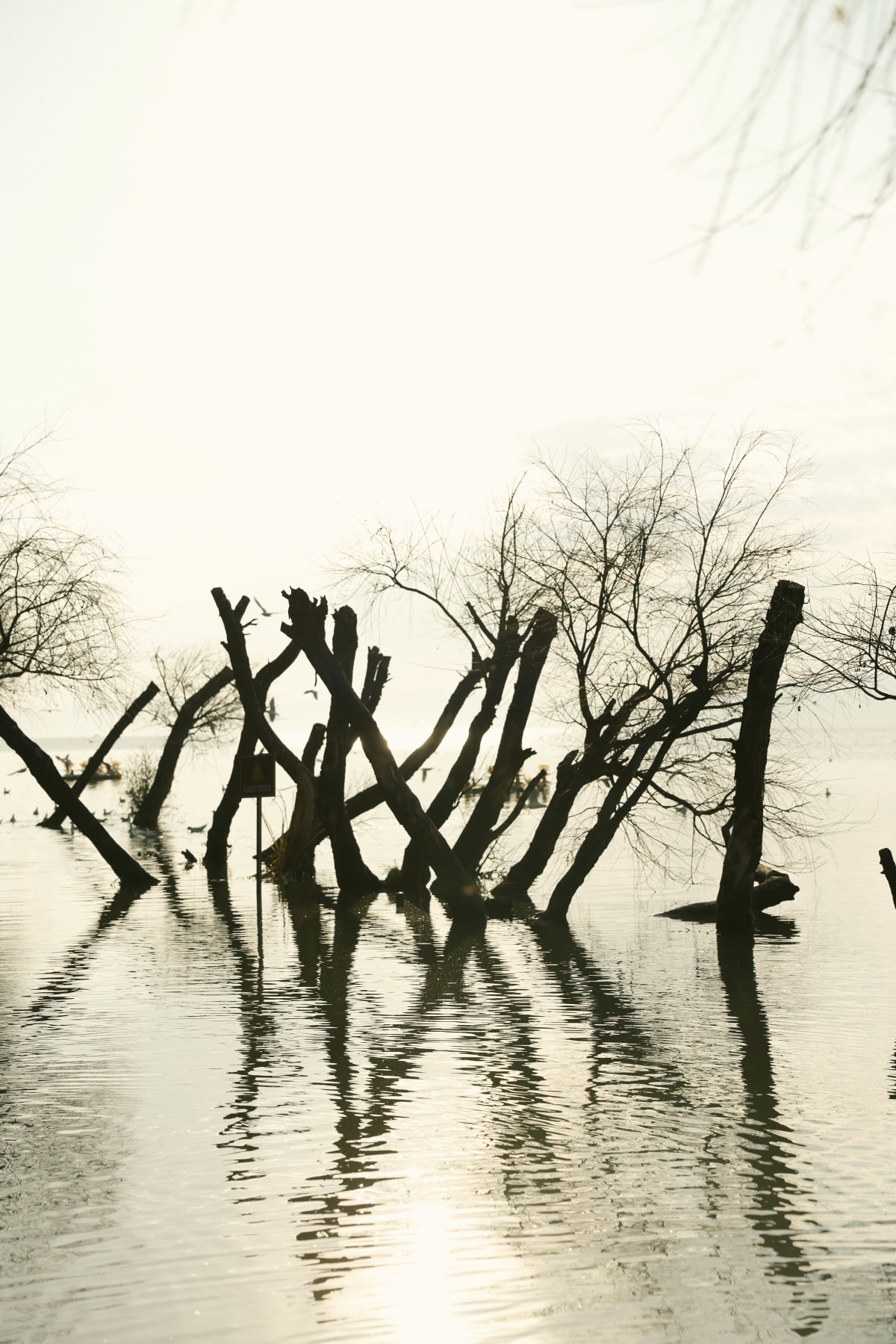 Leafless trees standing in reflective shallow water beneath a pale sky