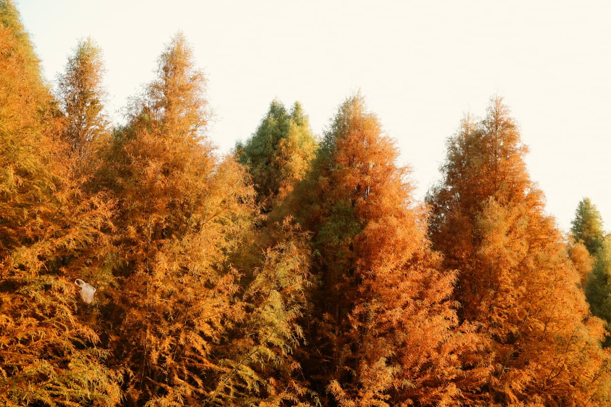 Tall trees glowing orange and gold in autumn sunlight