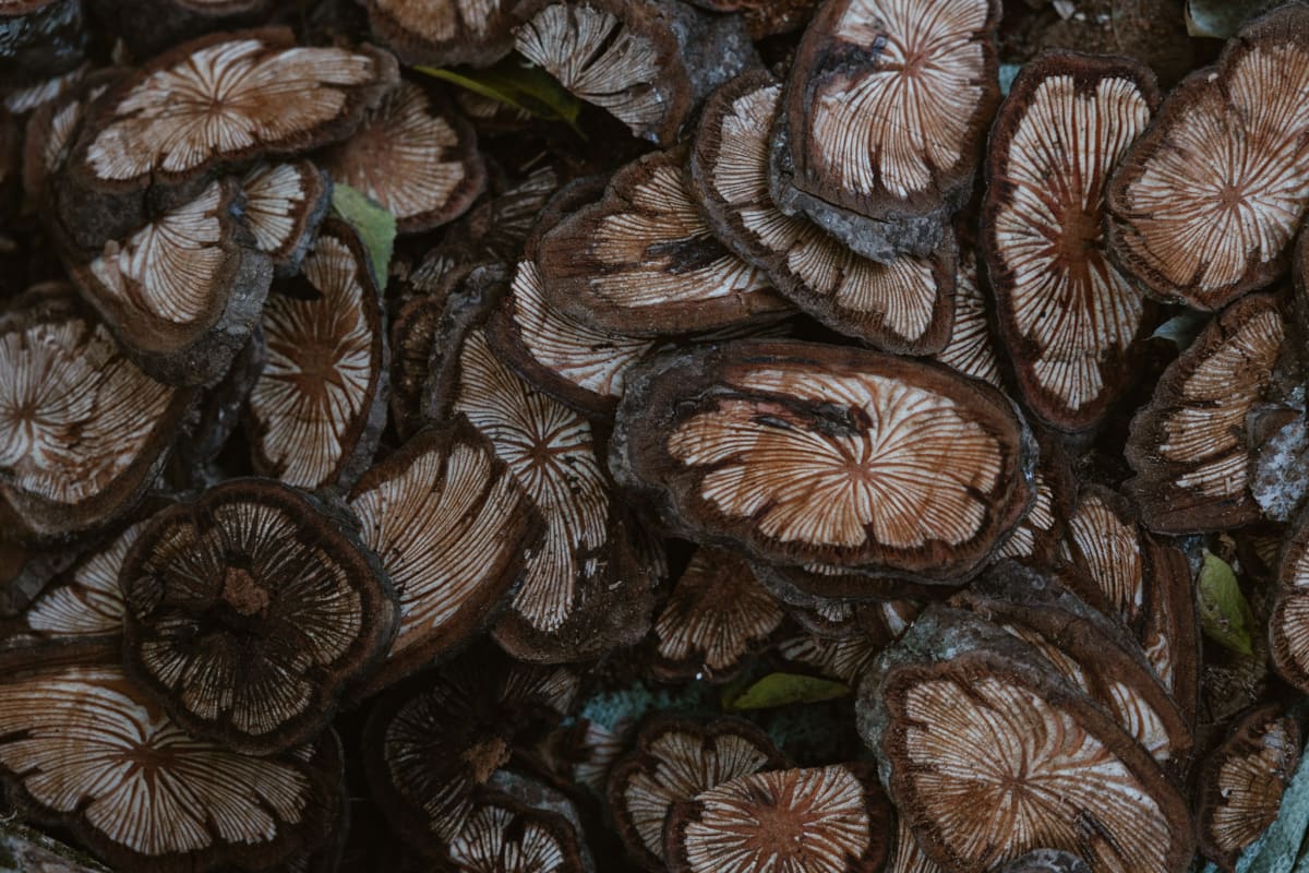 A close view of clustered brown mushrooms on the forest floor