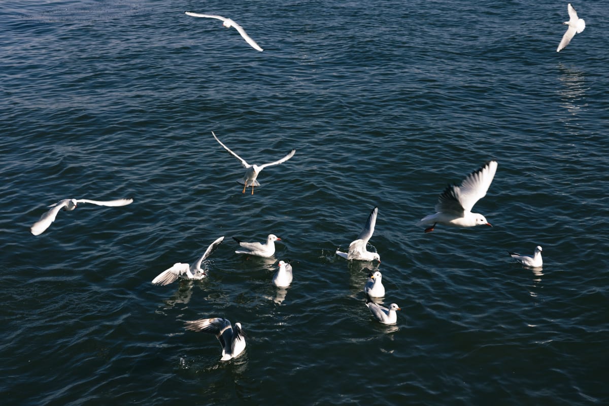 White gulls flying and floating over dark blue water