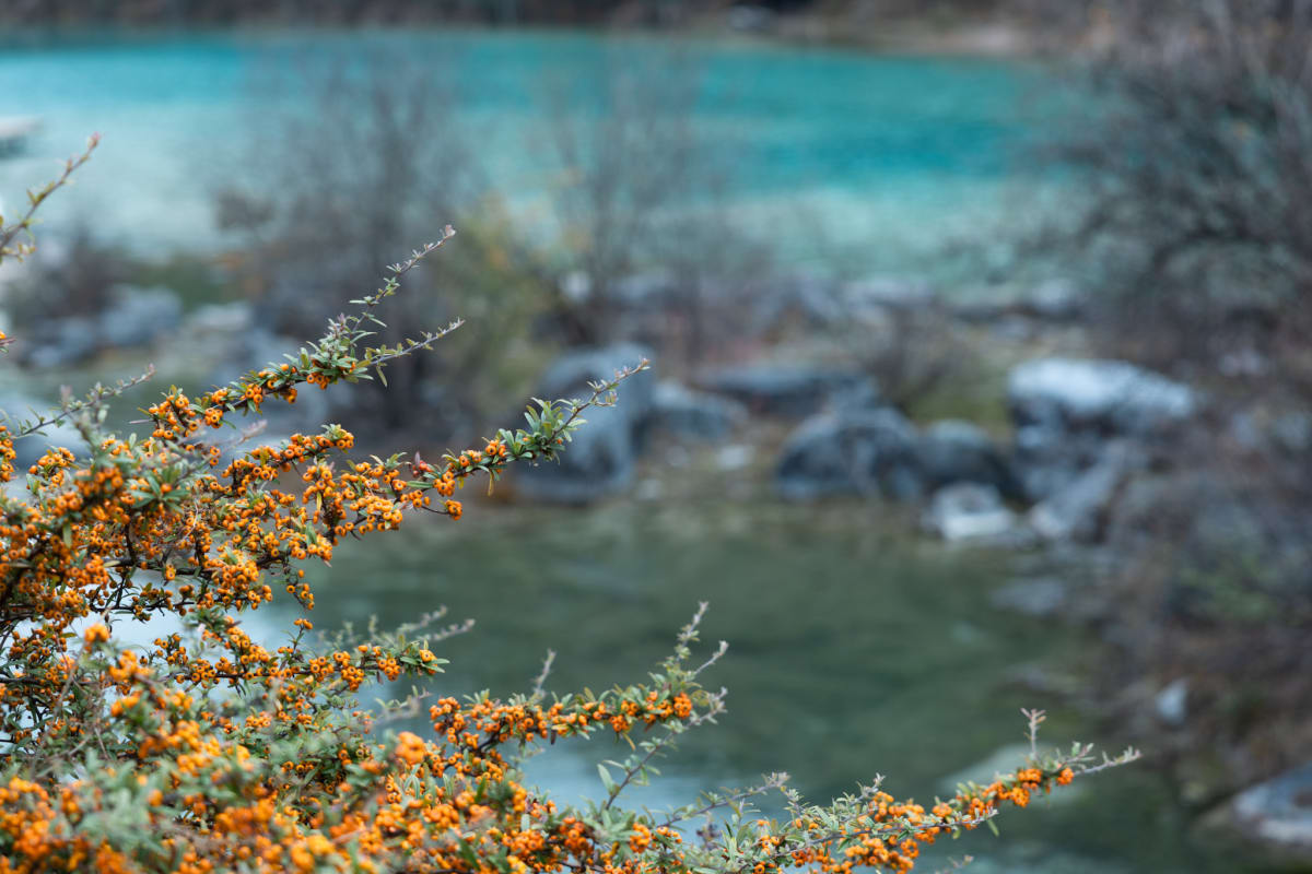 Branches covered with orange berries beside a turquoise lake
