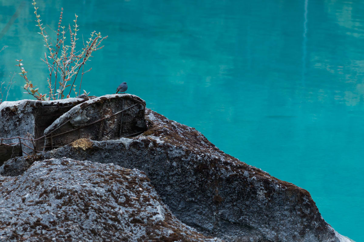 A small dark bird perched on a weathered rock above turquoise water