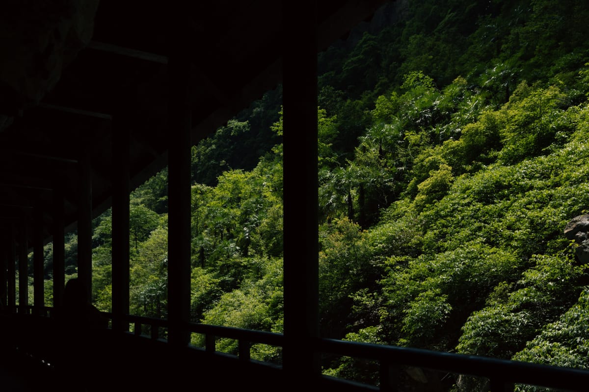 Sunlit green forest seen from a shadowed wooden walkway