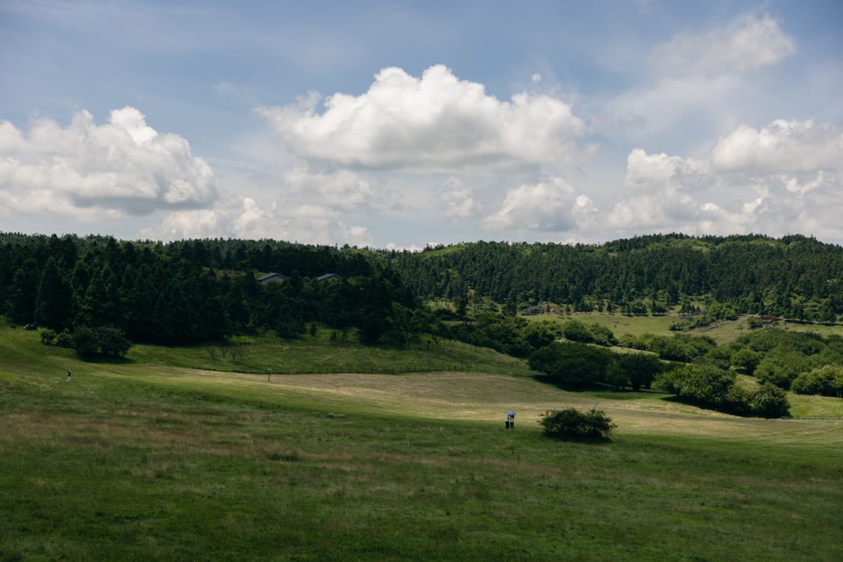A broad green meadow beneath a line of trees and summer clouds