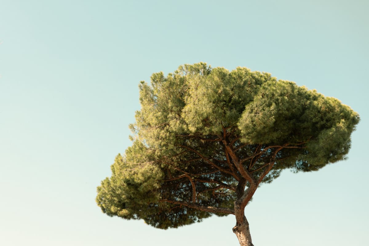 The crown of an umbrella pine against a pale blue sky