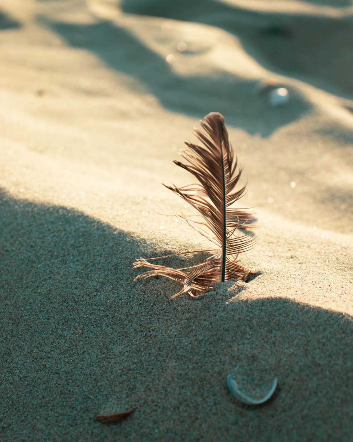 A delicate feather standing upright in sunlit beach sand