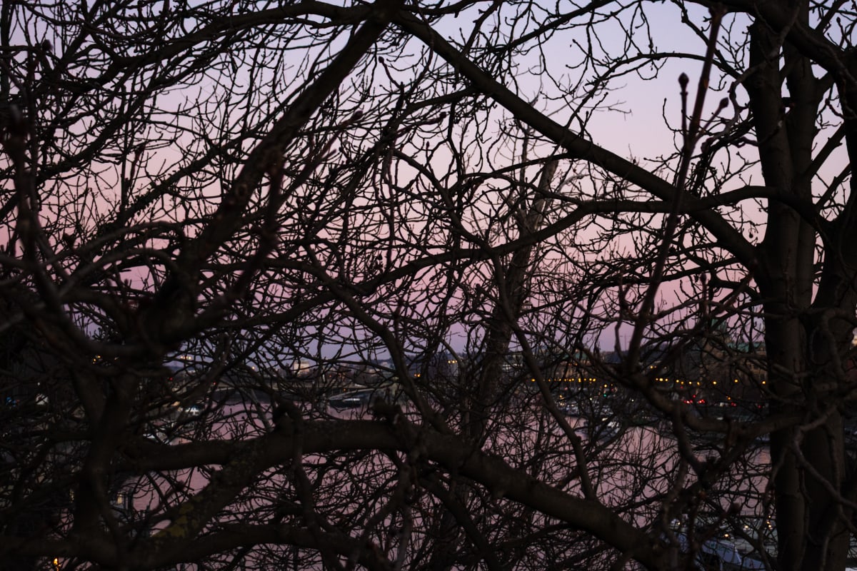 The Vltava and evening lights glimpsed through bare branches