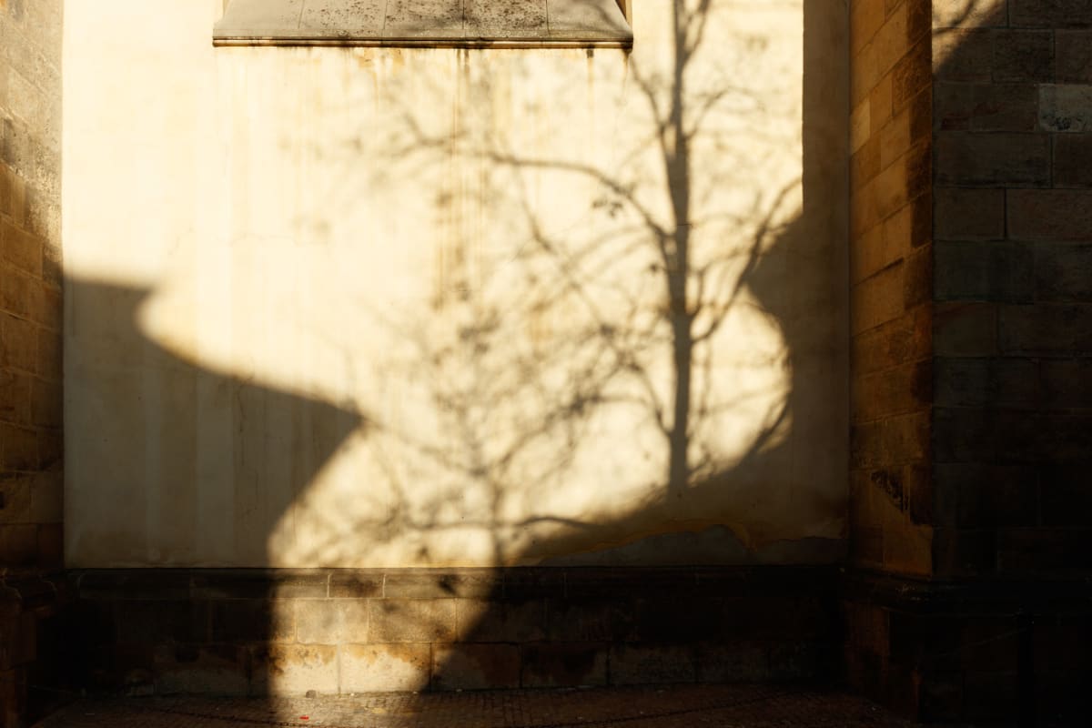 The shadow of a bare tree cast across a sunlit stone wall