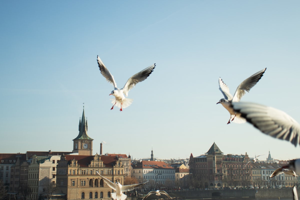 Gulls flying above Prague's riverside buildings