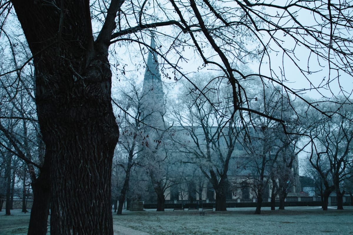 Frosted park trees surrounding a distant church