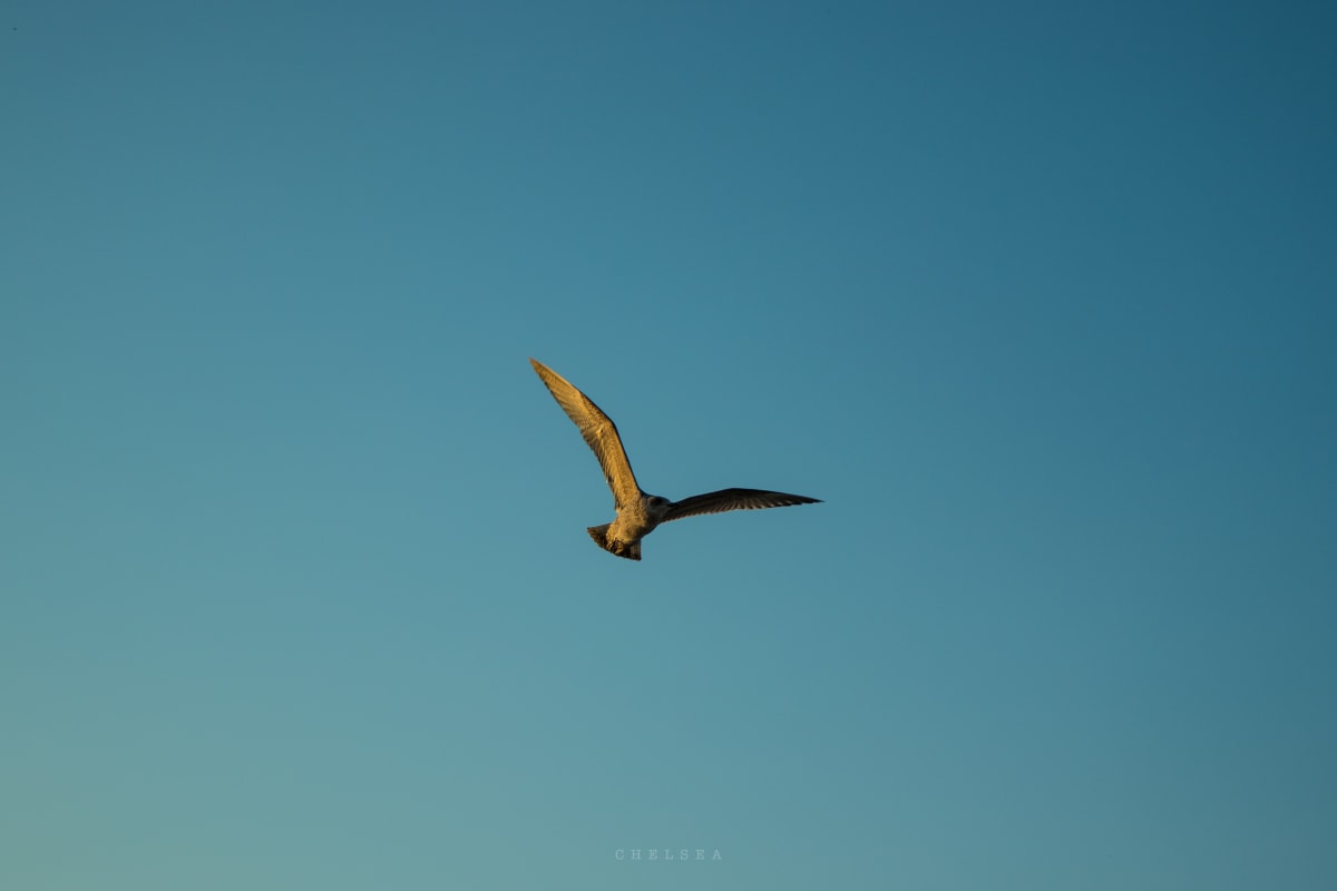 A gull gliding alone across a clear blue sky