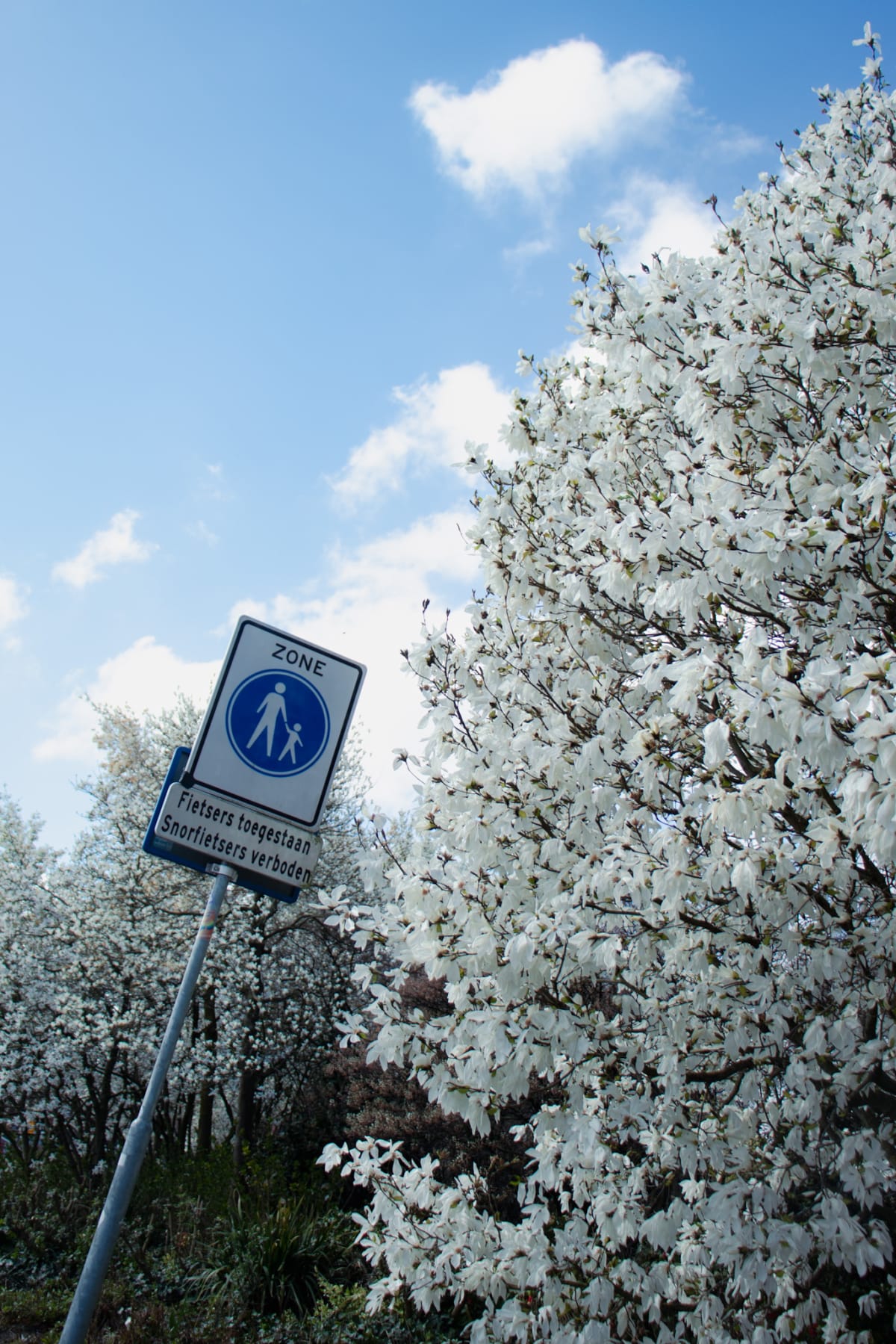 A pedestrian-zone sign leaning beside a tree covered in white blossoms