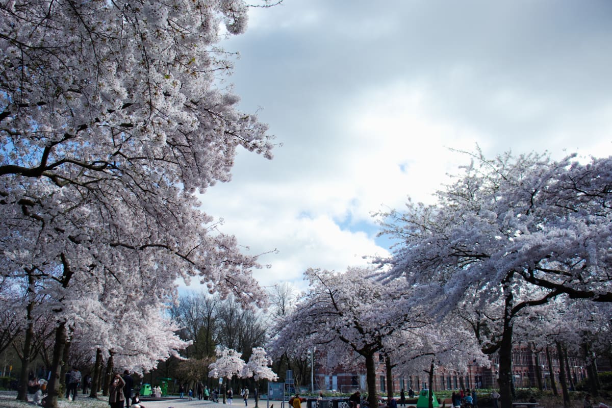 Rows of pale spring blossoms arching over a park path