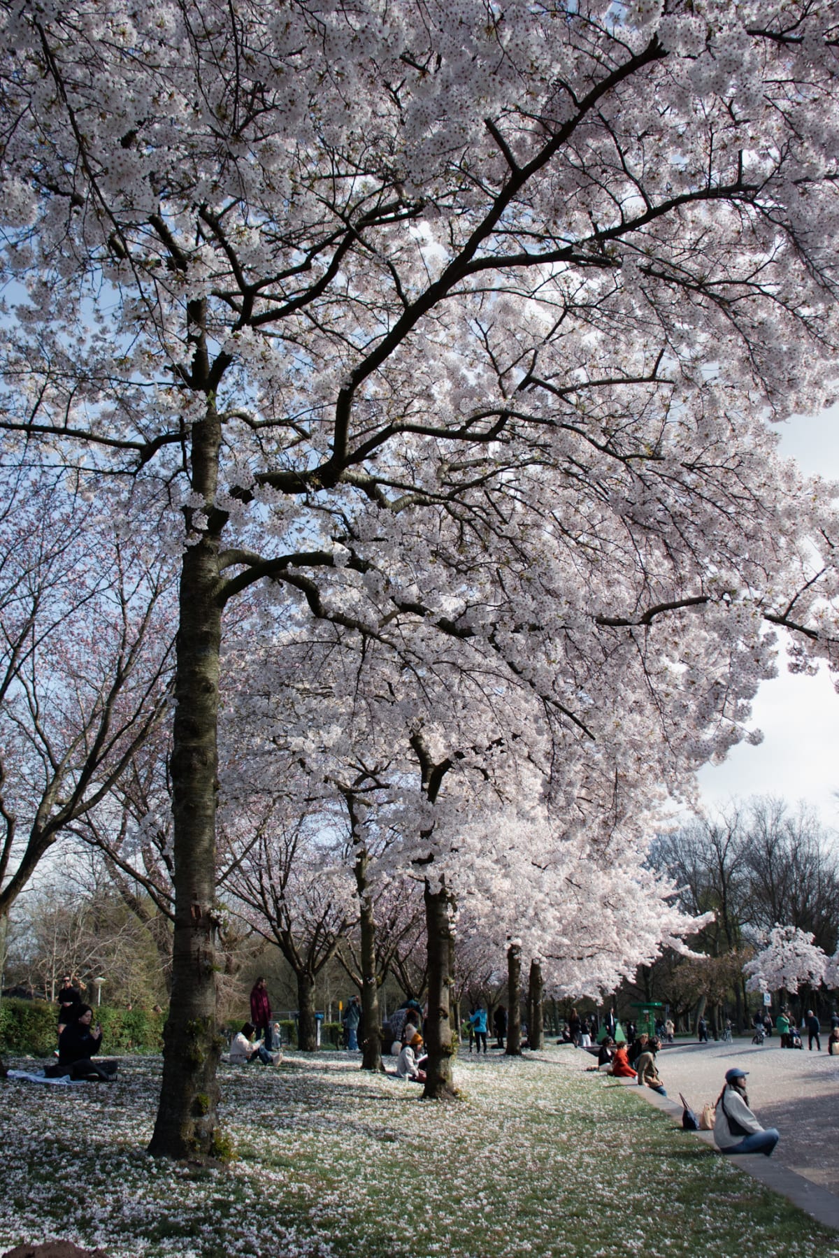 People resting beneath a canopy of pale spring blossoms