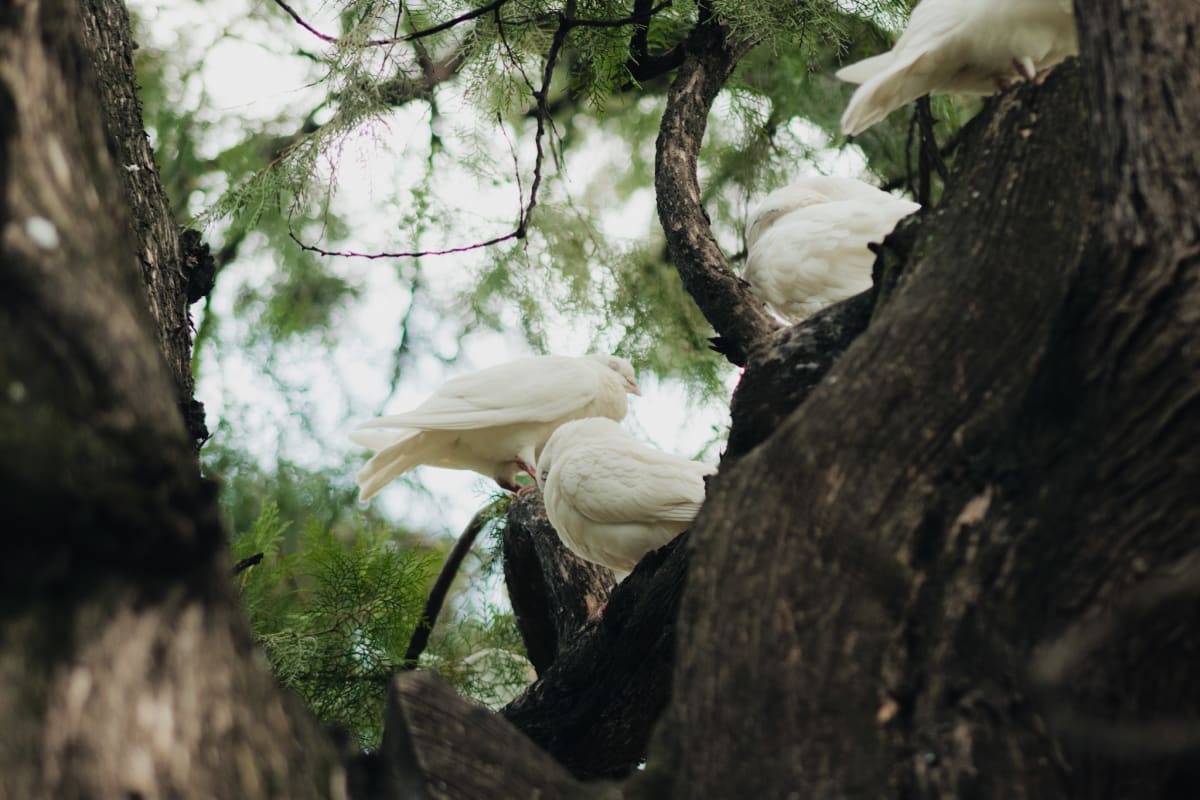 White birds perched among the branches of an old tree