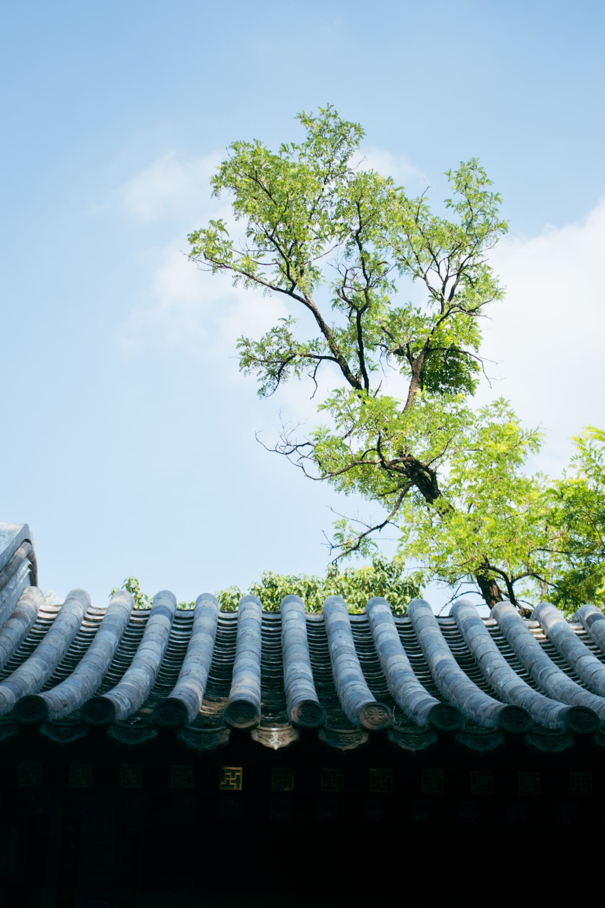 A sunlit green tree rising above a traditional tiled roof