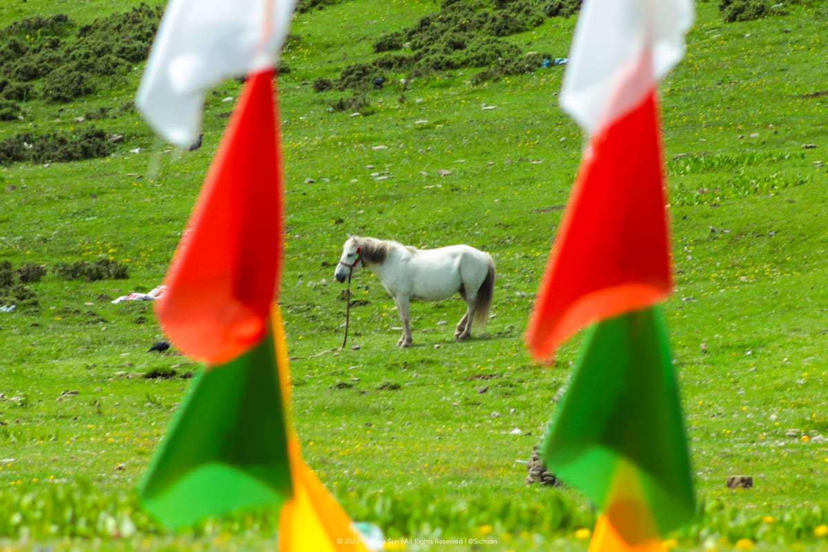 A white horse standing in a green meadow between colorful flags