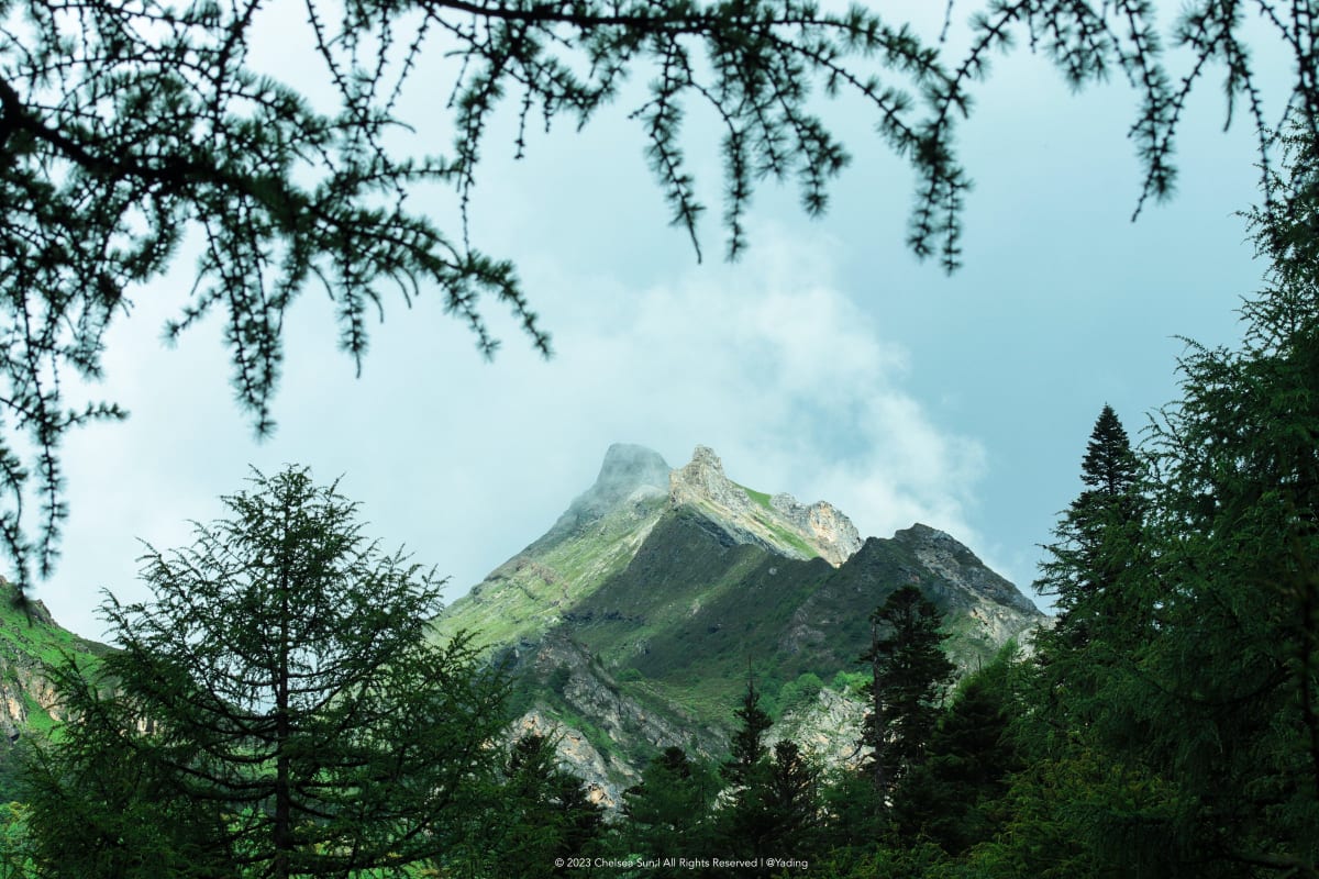 A green mountain peak framed by dark evergreen branches