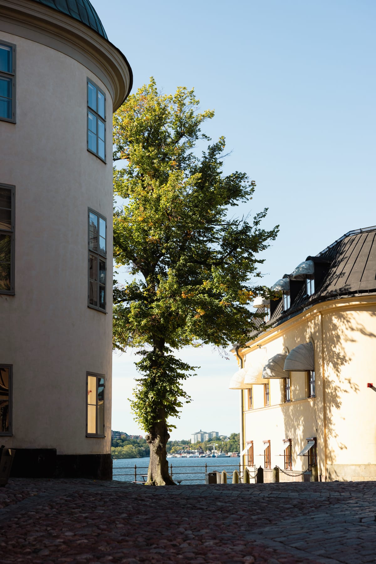 A sunlit tree framed between pale waterfront buildings