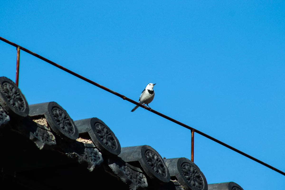 A small bird perched above a row of traditional roof tiles