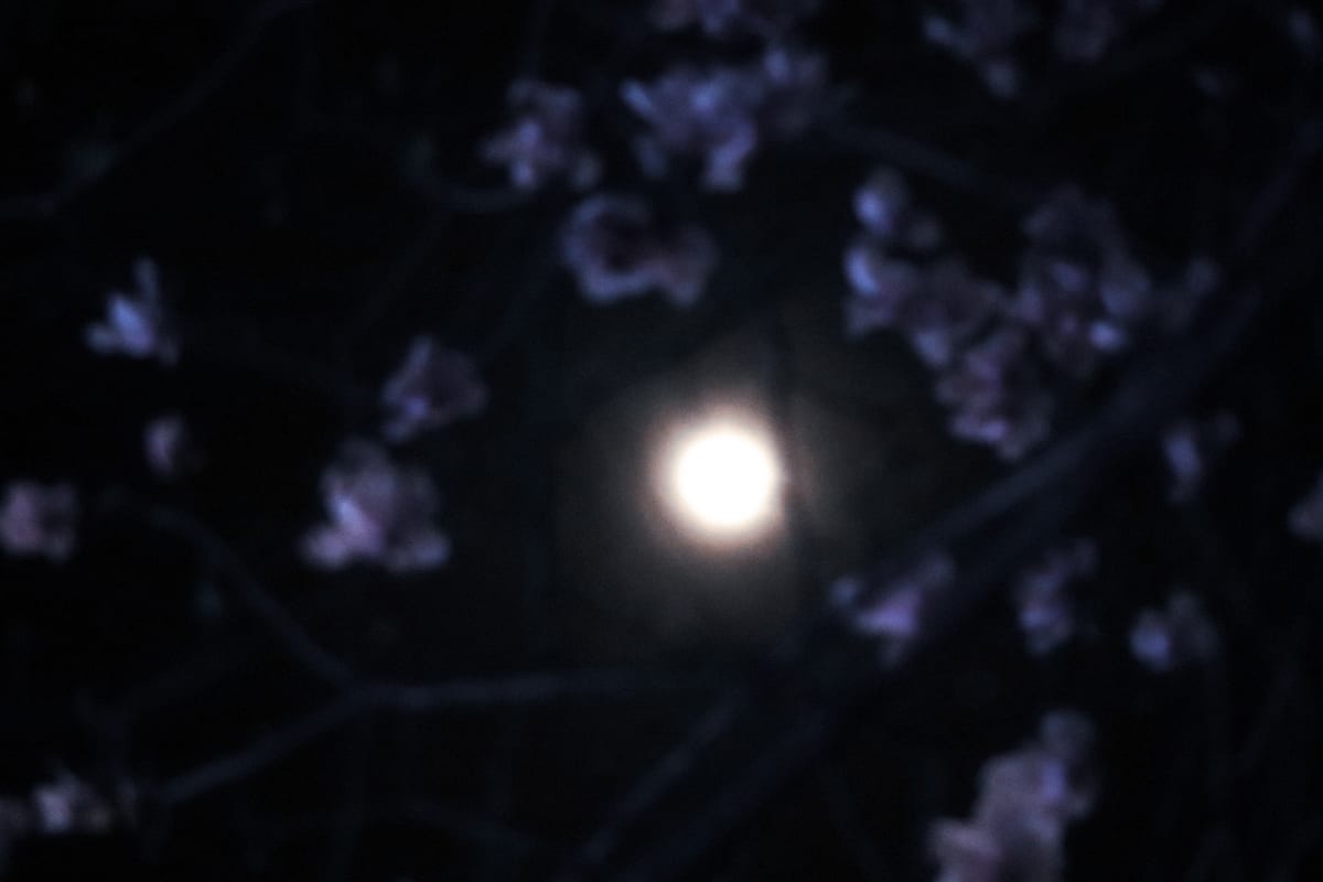 The moon glowing softly through out-of-focus blossoms at night