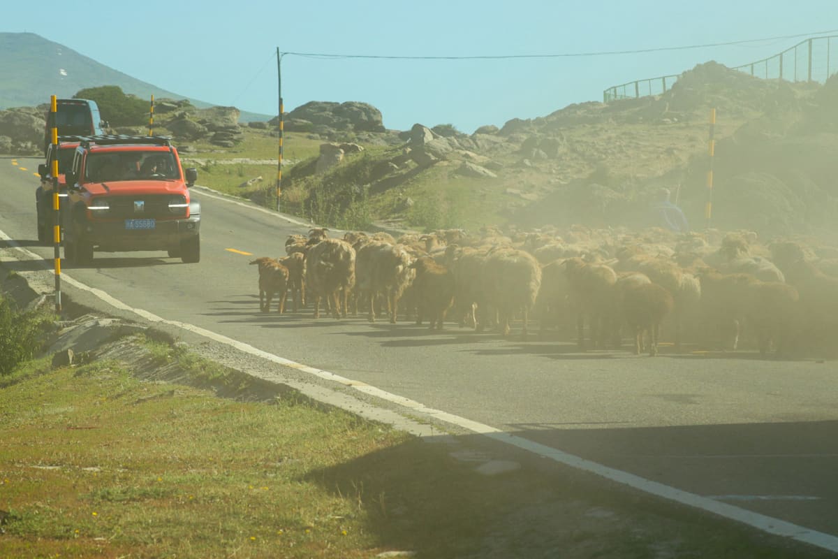 A flock of sheep crossing a mountain road beside a red vehicle