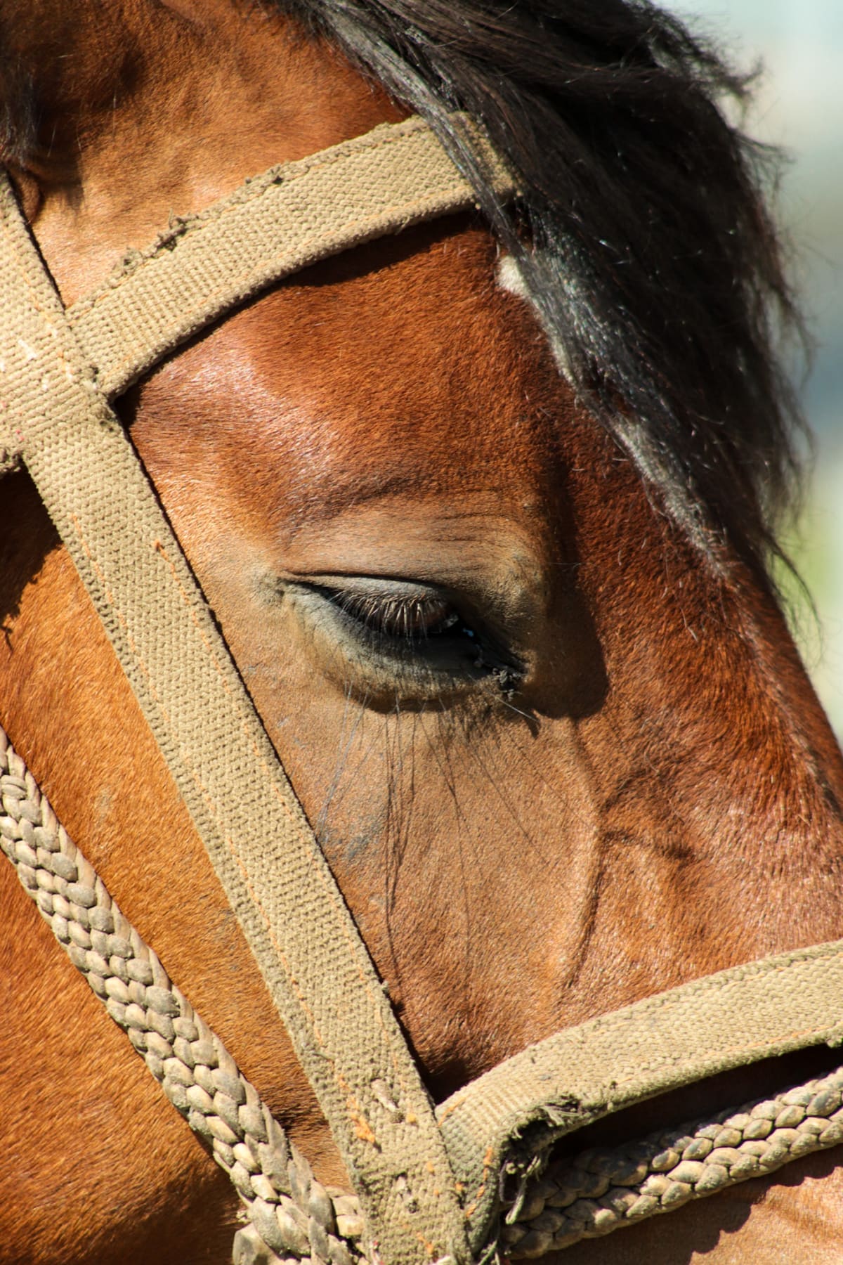 A close-up portrait of a brown horse wearing a woven bridle